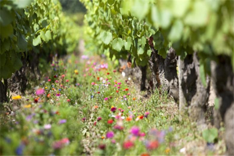 南宇兄弟葡萄酒